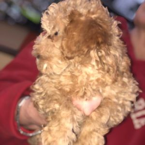 Meet your Posher, Lexi